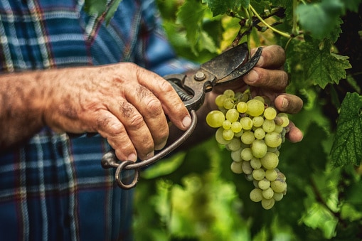 pessac-léognan-pessac-leognan-wine-pessac-leognan-coupe-vigne-vendanges