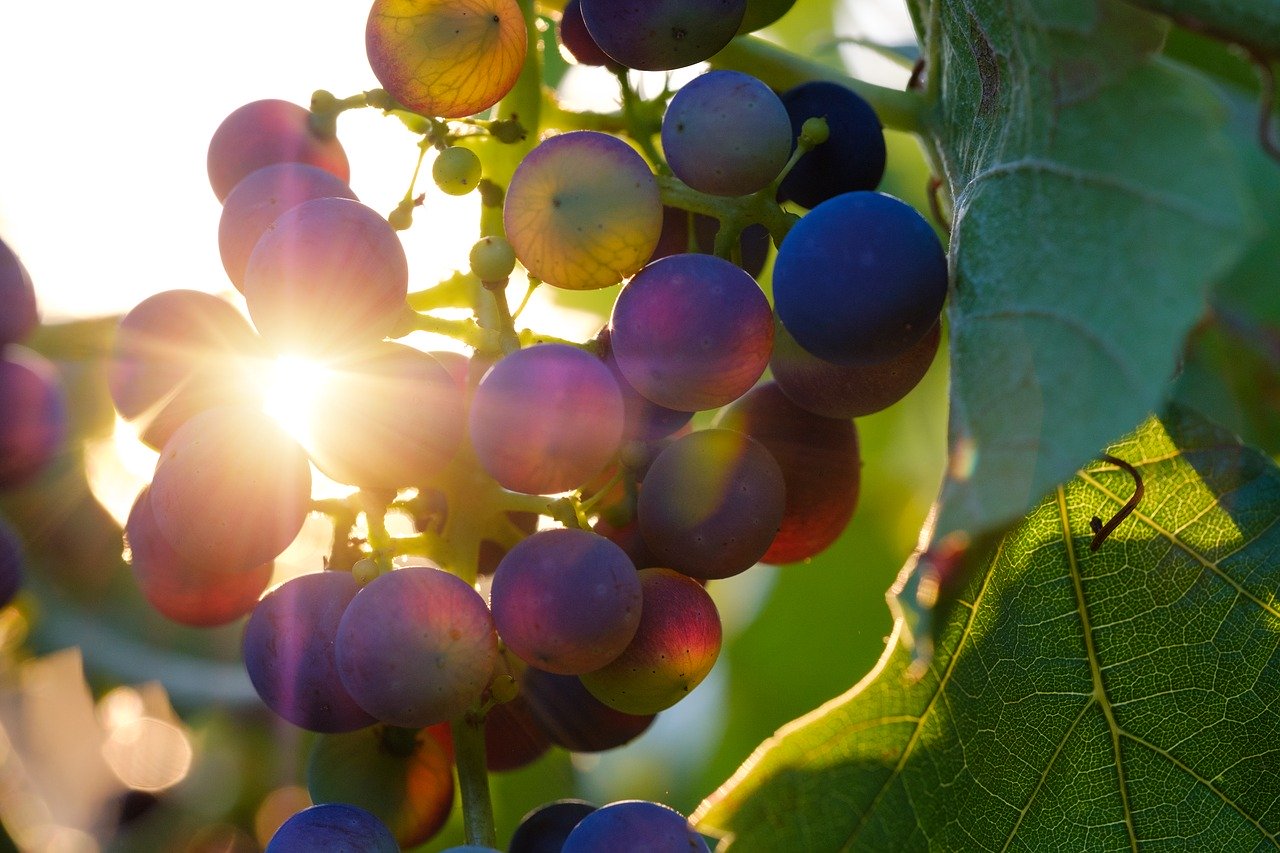 pessac-léognan-pessac-leognan-raisin-vigne-soleil