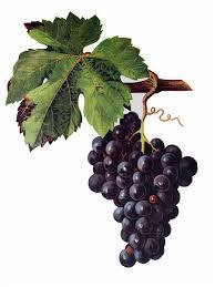 pessac-leognan-rouge-cepage-malbec