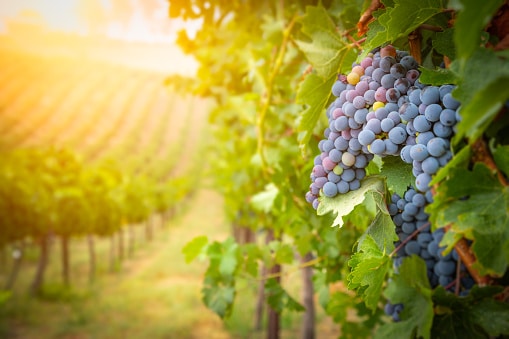 pessac-léognan-pessac-leognan-wine-pessac-leognan-vignes-raisin-vendanges