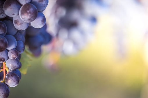 pessac-léognan-pessac-leognan-wine-pessac-leognan-vignes-raisins-vendanges