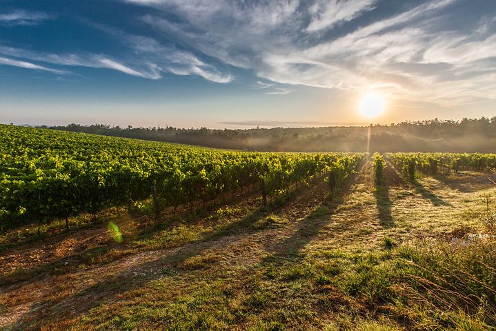 pessac-léognan-pessac-leognan-vignes-vendanges-raisin