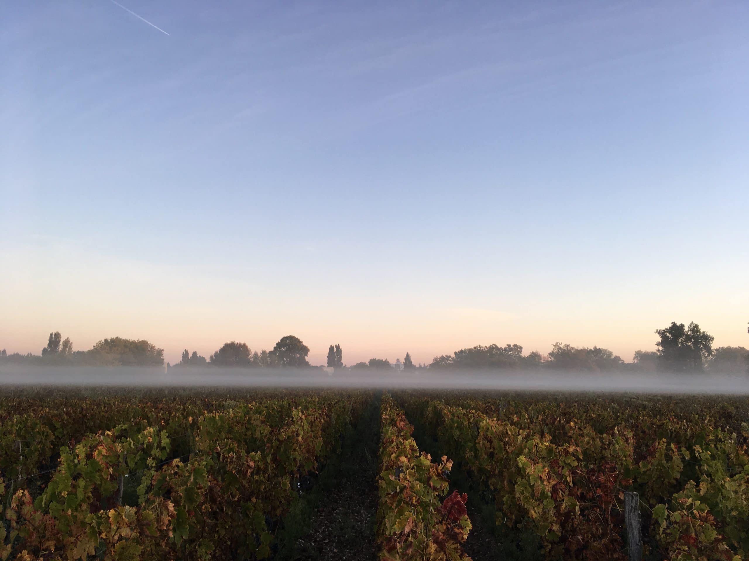 chateau-luchey-halde-vignes-brouillard