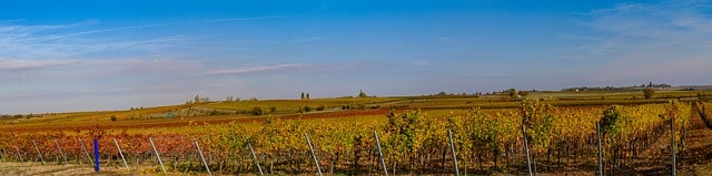 apprenti-sommelier-actualites-vins-pessac-leognan-faire-du-vin-climat-meteo-raisins