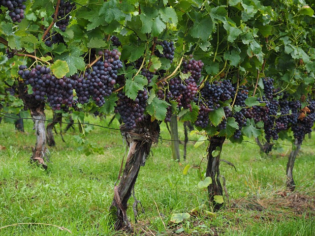 apprenti-sommelier-actualites-vins-pessac-leognan-faire-du-vin-raisins
