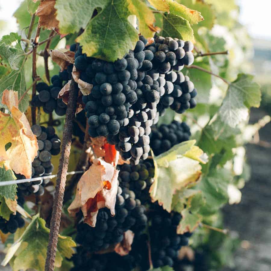 vins-pessac-leognan-l-apprenti-sommelier-actualites-chateau-haut-vigneau-vendanges-raisins-grappes