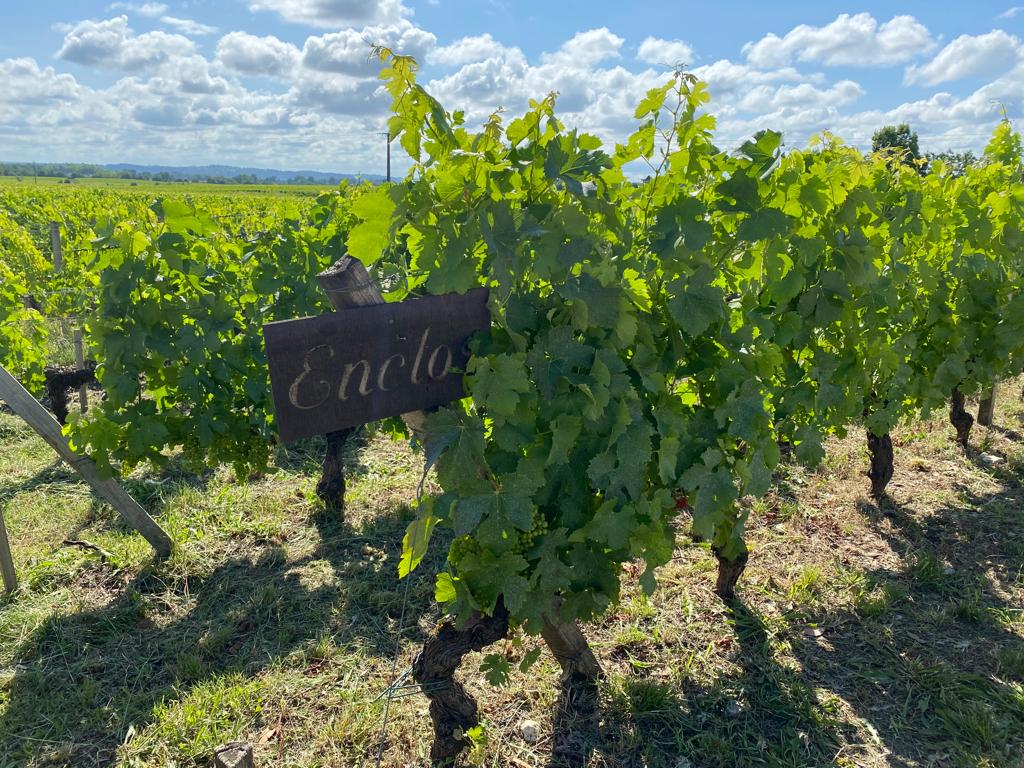 vins-pessac-leognan-l-apprenti-sommelier-chateau-carbonnieux-visite-vin-pessac-leognan-vigne-vignoble-chais-chai-raisins-raisin-6