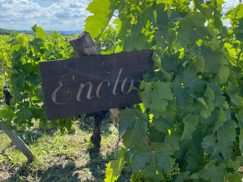 vins-pessac-leognan-l-apprenti-sommelier-chateau-carbonnieux-visite-vin-pessac-leognan-vigne-vignoble-chais-chai-raisins-raisin-7