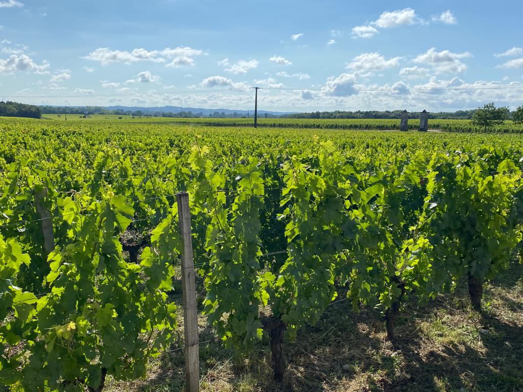 vins-pessac-leognan-l-apprenti-sommelier-chateau-carbonnieux-visite-vin-pessac-leognan-vigne-vignoble-chais-chai-raisins-raisin-grand-cru-classe-48