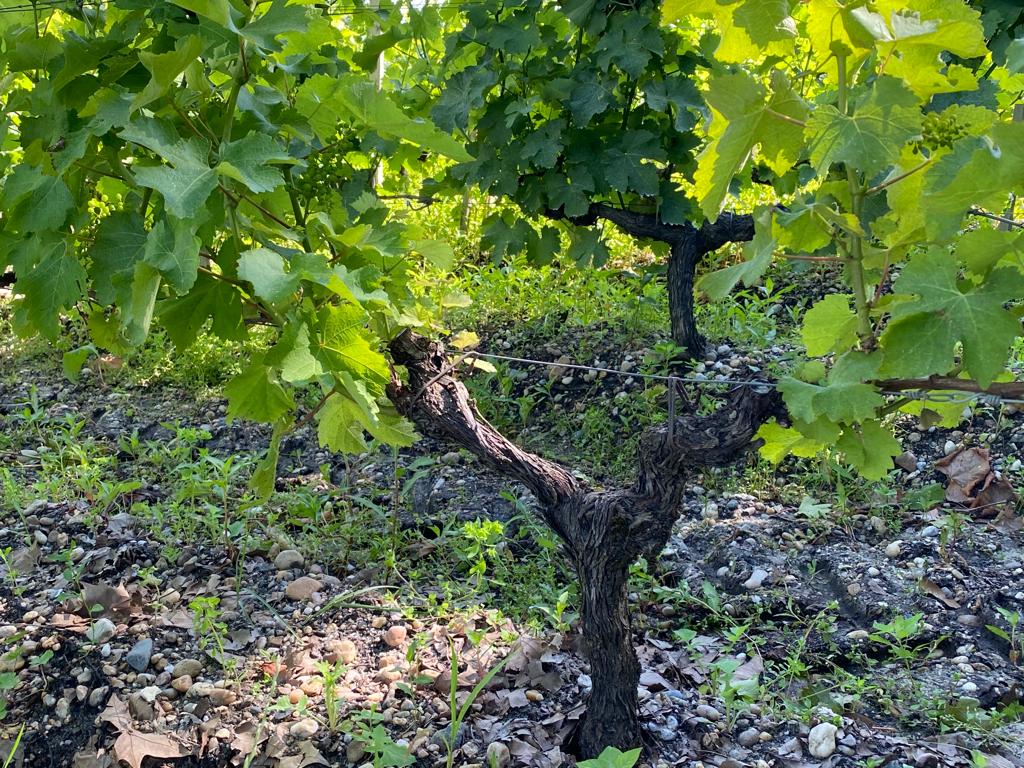 vins-pessac-leognan-l-apprenti-sommelier-chateau-carbonnieux-visite-vin-pessac-leognan-vigne-vignoble-chais-chai-raisins-raisin-grand-cru-classe-5