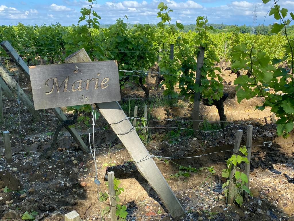 vins-pessac-leognan-l-apprenti-sommelier-chateau-carbonnieux-visite-vin-pessac-leognan-vigne-vignoble-chais-chai-raisins-raisin-grand-cru-classe-9