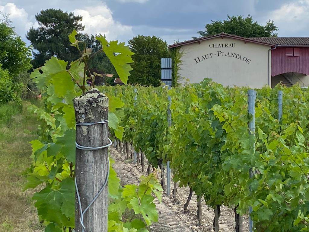 vins-pessac-leognan-l-apprenti-sommelier-chateau-haut-plantade-visite-vin-pessac-leognan-vigne-vignoble-chais-chai-raisins-raisin-propriete-vin-blanc-vin-rouge-20