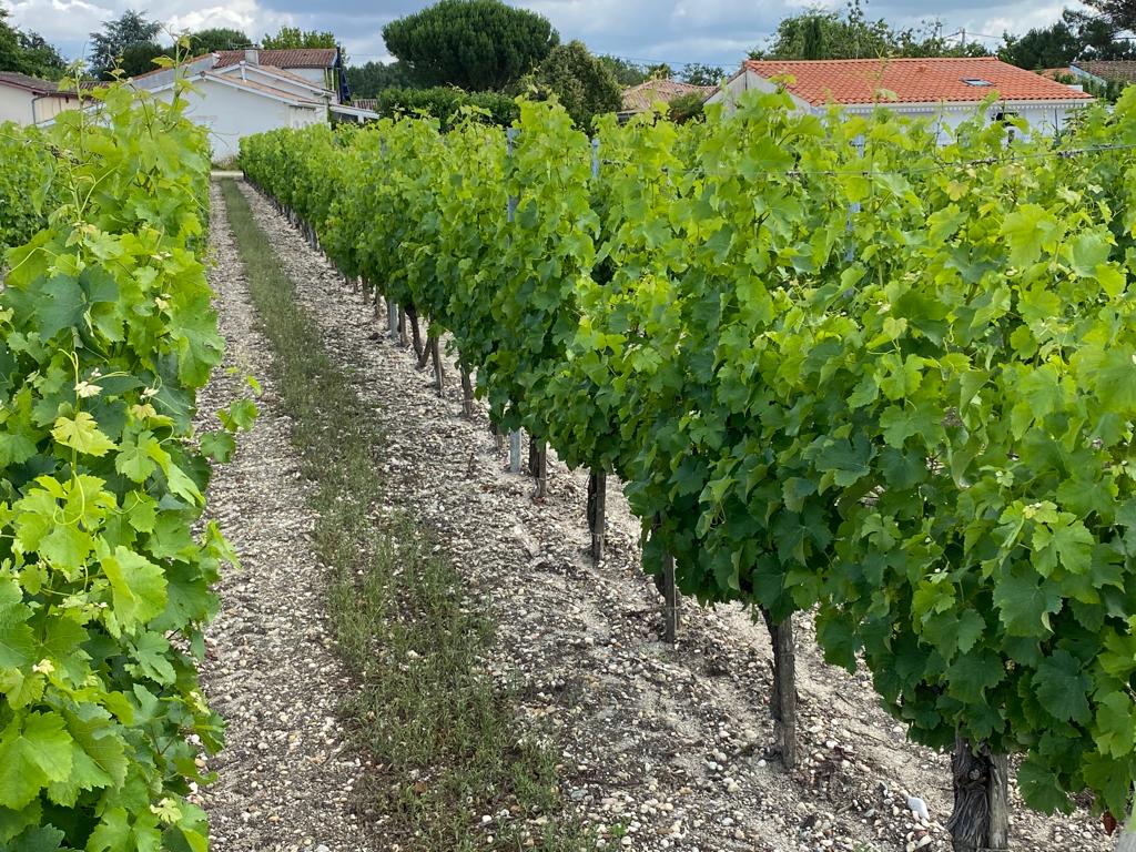 vins-pessac-leognan-l-apprenti-sommelier-chateau-haut-plantade-visite-vin-pessac-leognan-vigne-vignoble-chais-chai-raisins-raisin-propriete-vin-blanc-vin-rouge-22