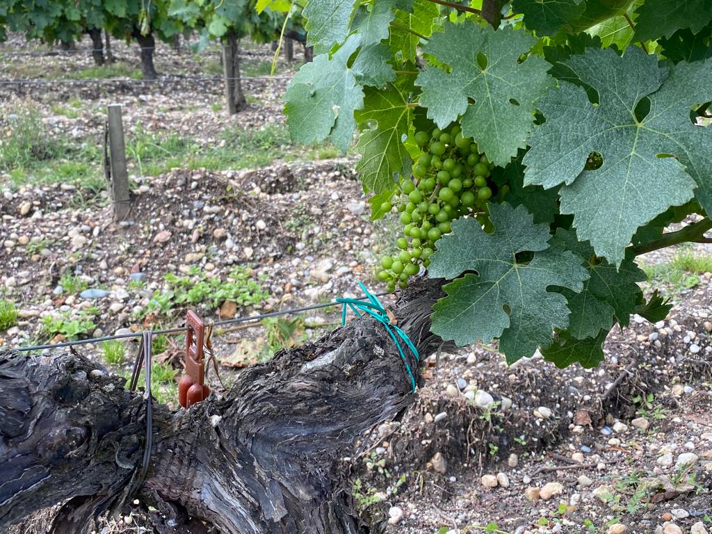 vins-pessac-leognan-l-apprenti-sommelier-chateau-haut-plantade-visite-vin-pessac-leognan-vigne-vignoble-chais-chai-raisins-raisin-propriete-vin-blanc-vin-rouge-24