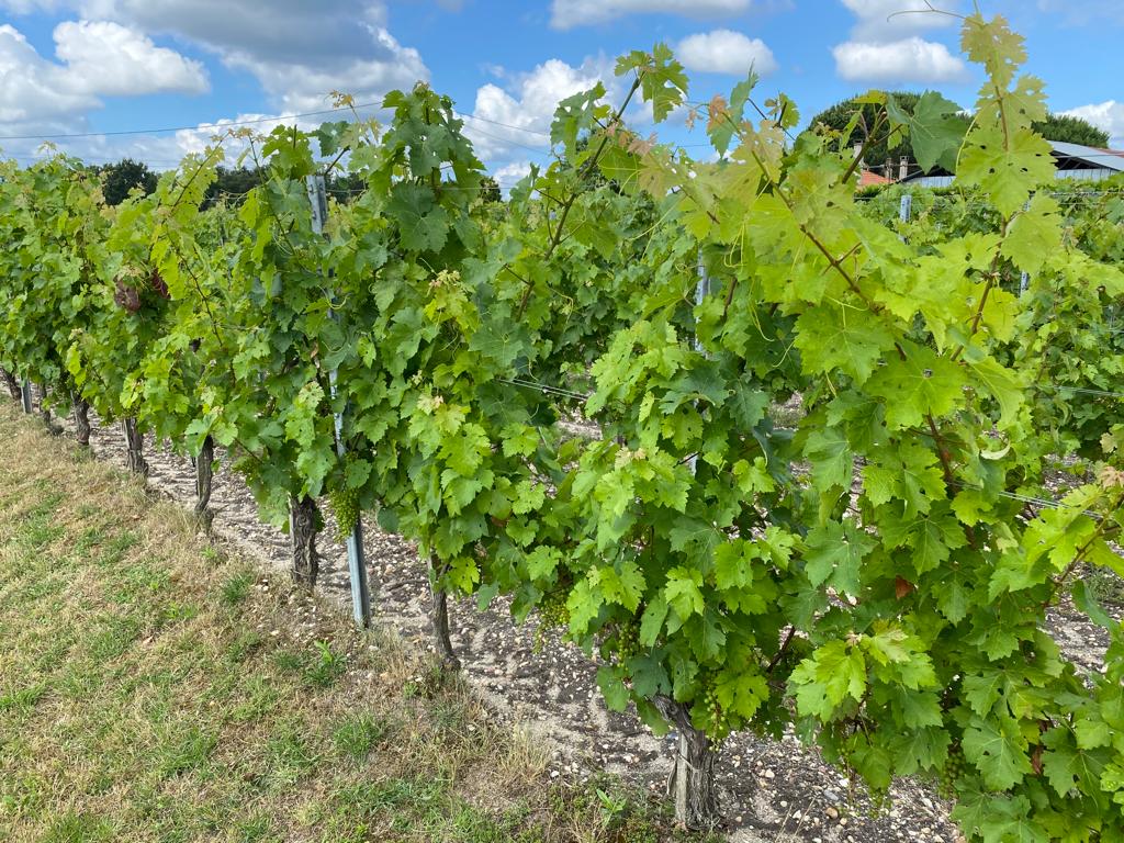 vins-pessac-leognan-l-apprenti-sommelier-chateau-haut-plantade-visite-vin-pessac-leognan-vigne-vignoble-chais-chai-raisins-raisin-propriete-vin-blanc-vin-rouge-40