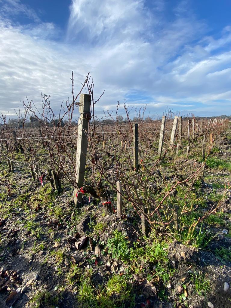 vins-pessac-leognan-l-apprenti-sommelier-chateau-haut-bailly-visite-vignoble-chais-chai-vignes-vigne-vignoble-vin-pessac-leognan-17
