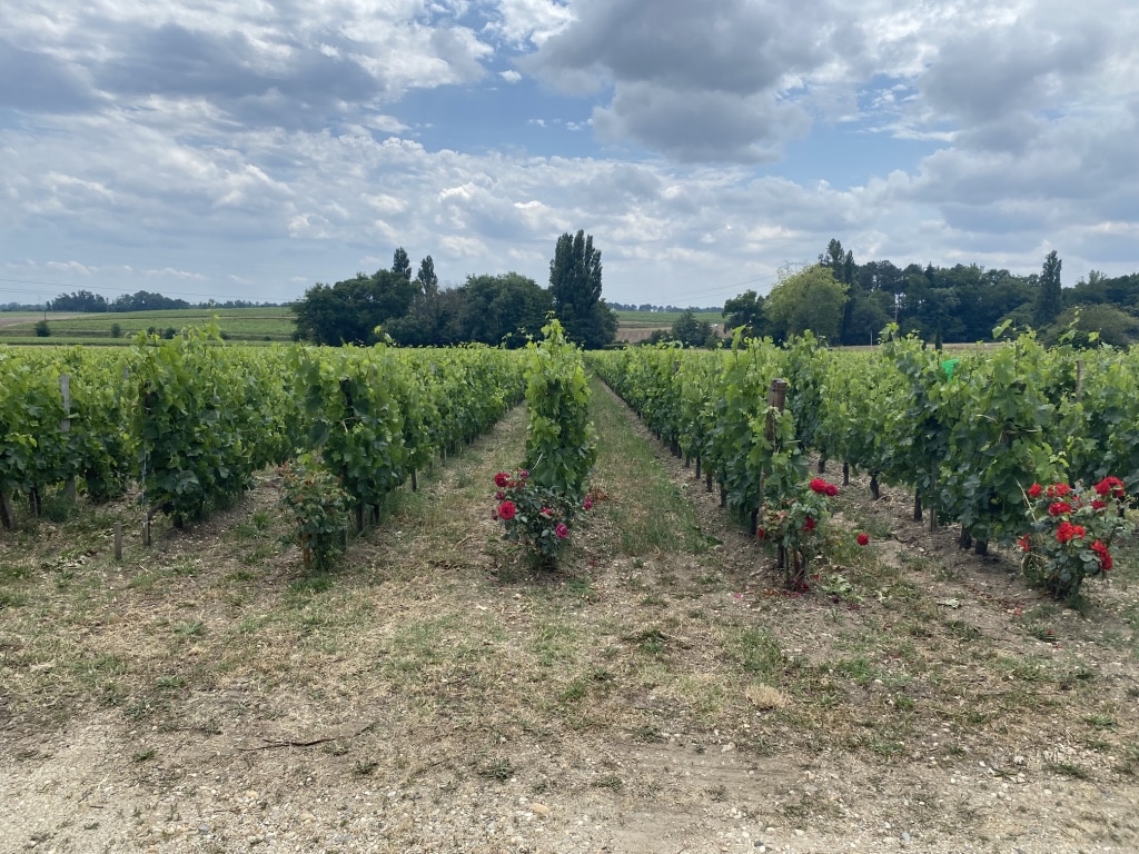 vins-pessac-leognan-l-apprenti-sommelier-chateau-la-garde-visite-chateau-lagarde-visite-chais-chai-vigne-vignoble-vin-pessac-leognan-millesime-32