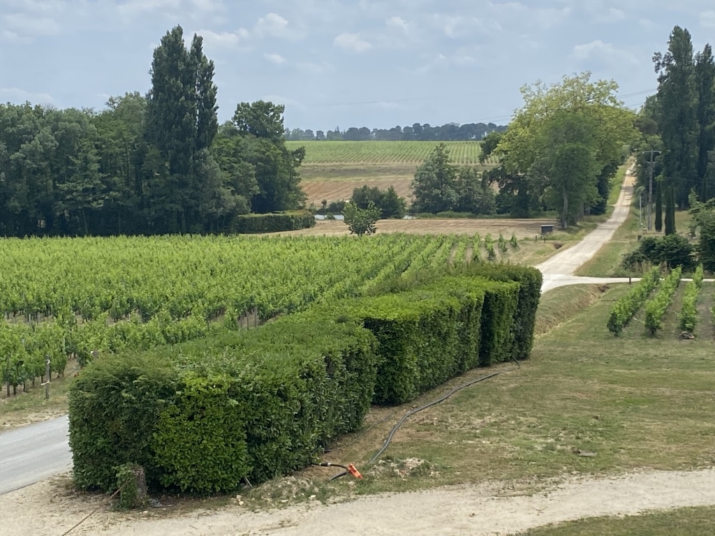 vins-pessac-leognan-l-apprenti-sommelier-chateau-la-garde-visite-chateau-lagarde-visite-chais-chai-vigne-vignoble-vin-pessac-leognan-millesime-6