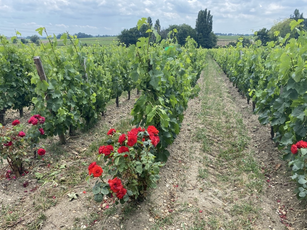 vins-pessac-leognan-l-apprenti-sommelier-chateau-la-garde-visite-chateau-lagarde-visite-chais-chai-vigne-vignoble-vin-pessac-leognan-millesime