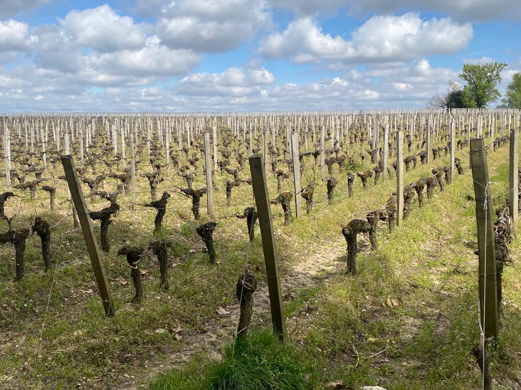 l-apprenti-sommelier-vins-pessac-leognan-vin-pessac-leognan-chateau-la-louviere-visite-chai-chais-vigne-vignes-vignoble-vin-blanc-vin-rouge-graves-33