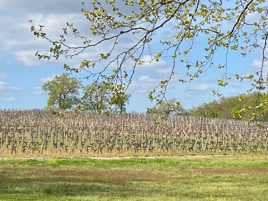 l-apprenti-sommelier-vins-pessac-leognan-vin-pessac-leognan-chateau-la-louviere-visite-chai-chais-vigne-vignes-vignoble-vin-blanc-vin-rouge-graves-42