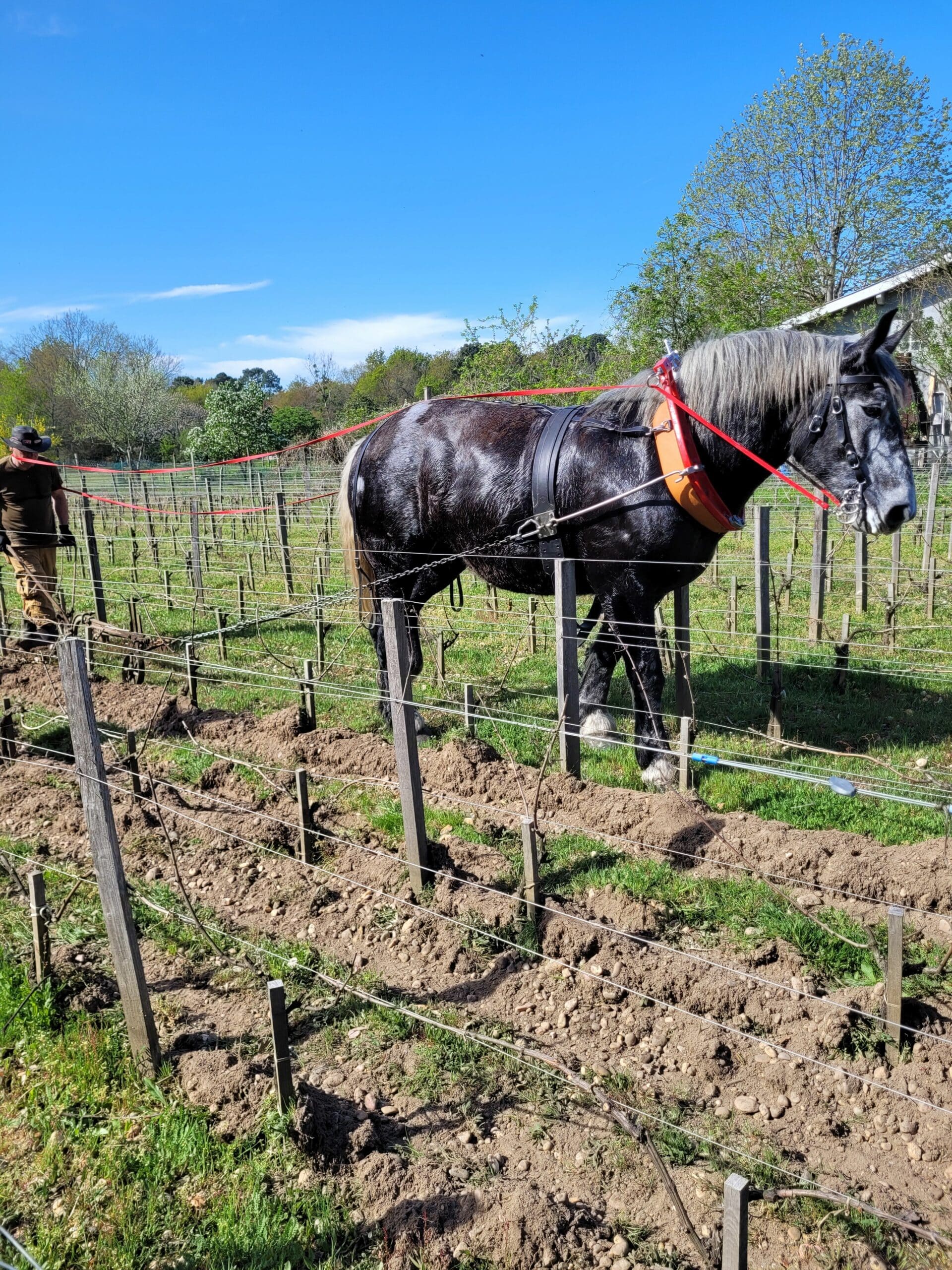 vins-pessac-leognan-vin-pessac-leognan-domaine-de-mauriet-visite-chai-chais-vigne-vignes-vignoble-vin-blanc-vin-rouge-vin-bio-03
