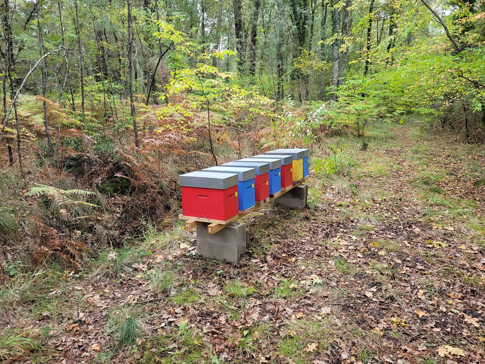 vins-pessac-leognan-vin-pessac-leognan-domaine-de-mauriet-visite-chai-chais-vigne-vignes-vignoble-vin-blanc-vin-rouge-vin-bio-09