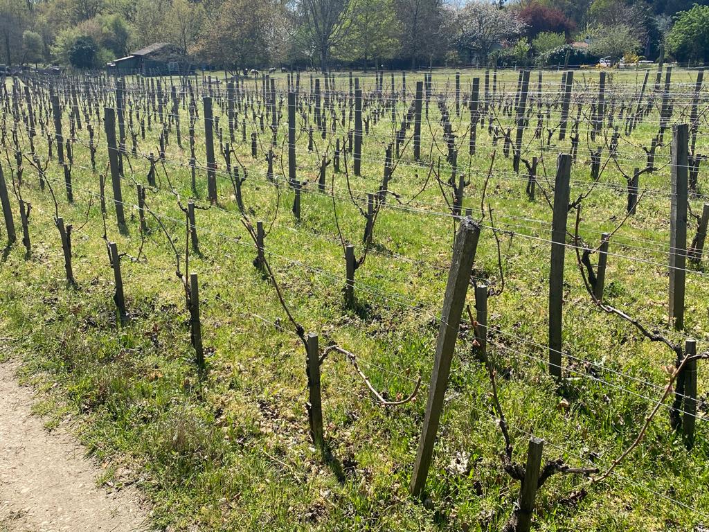 vins-pessac-leognan-vin-pessac-leognan-domaine-de-mauriet-visite-chai-chais-vigne-vignes-vignoble-vin-blanc-vin-rouge-vin-bio-7