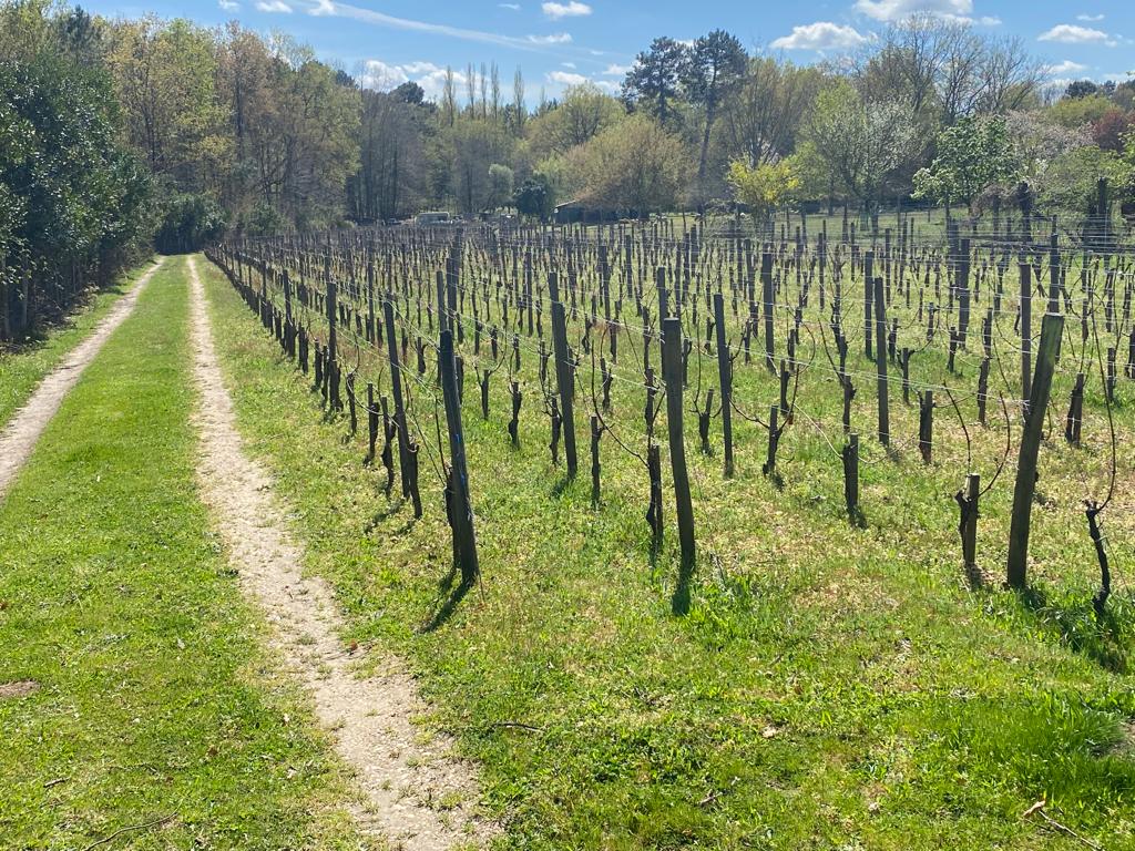 vins-pessac-leognan-vin-pessac-leognan-domaine-de-mauriet-visite-chai-chais-vigne-vignes-vignoble-vin-blanc-vin-rouge-vin-bio-9