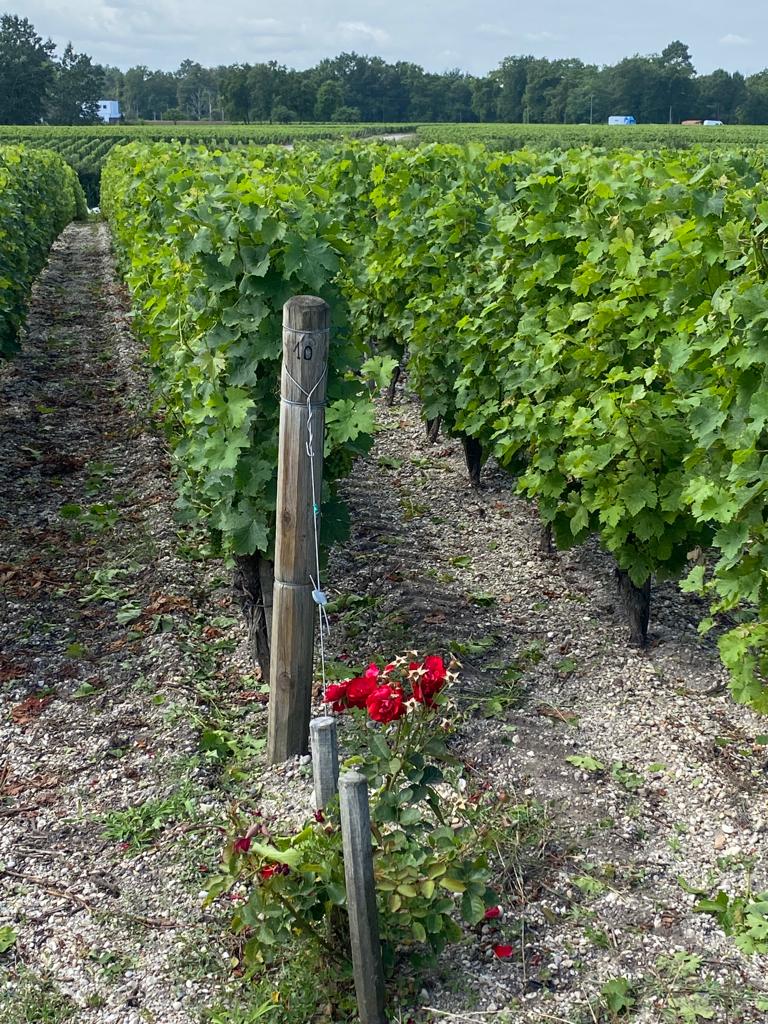 vins-pessac-leognan-vin-pessac-leognan-chateau-de-fieuzal-visite-chai-chais-vigne-vignes-vignoble-vin-blanc-vin-rouge-grand-cru-classe-de-graves-21