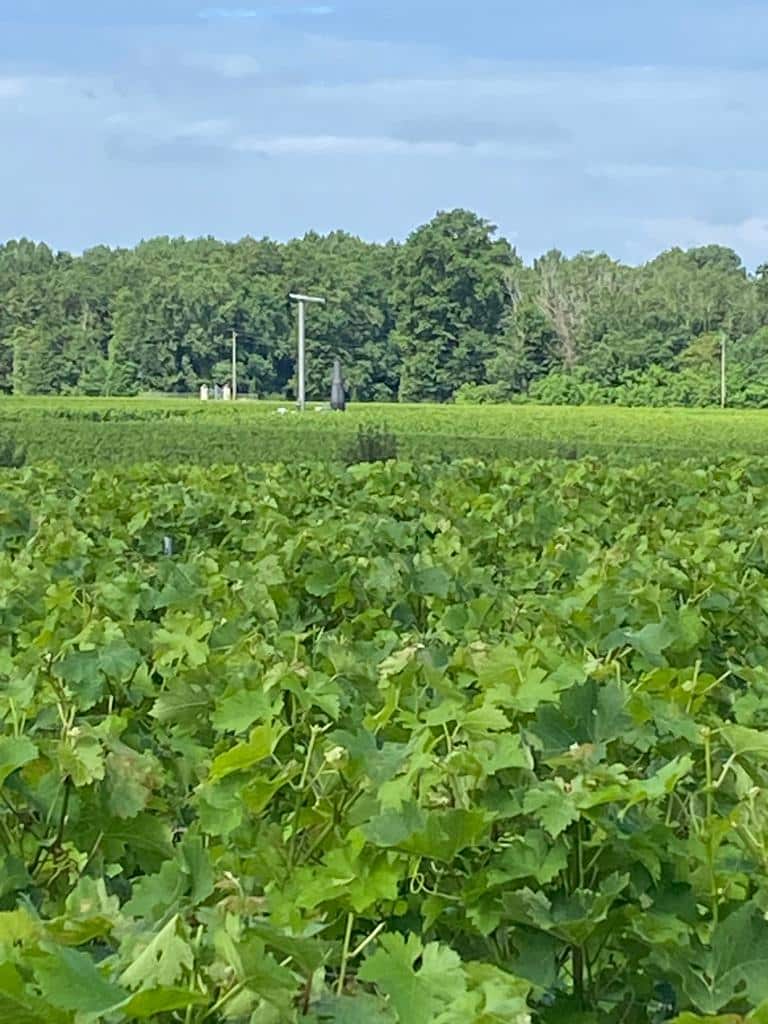 vins-pessac-leognan-vin-pessac-leognan-chateau-de-fieuzal-visite-chai-chais-vigne-vignes-vignoble-vin-blanc-vin-rouge-grand-cru-classe-de-graves-29