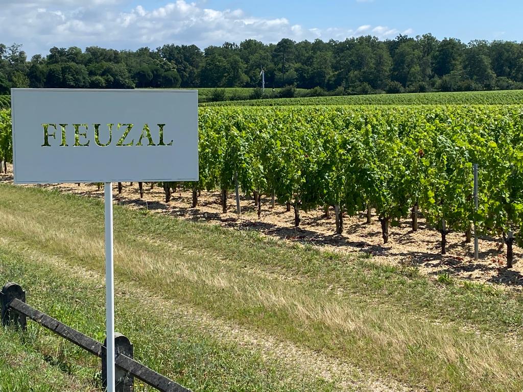vins-pessac-leognan-vin-pessac-leognan-chateau-de-fieuzal-visite-chai-chais-vigne-vignes-vignoble-vin-blanc-vin-rouge-grand-cru-classe-de-graves-35
