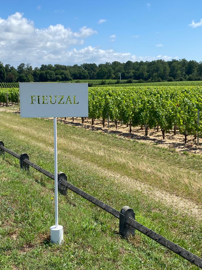vins-pessac-leognan-vin-pessac-leognan-chateau-de-fieuzal-visite-chai-chais-vigne-vignes-vignoble-vin-blanc-vin-rouge-grand-cru-classe-de-graves-36