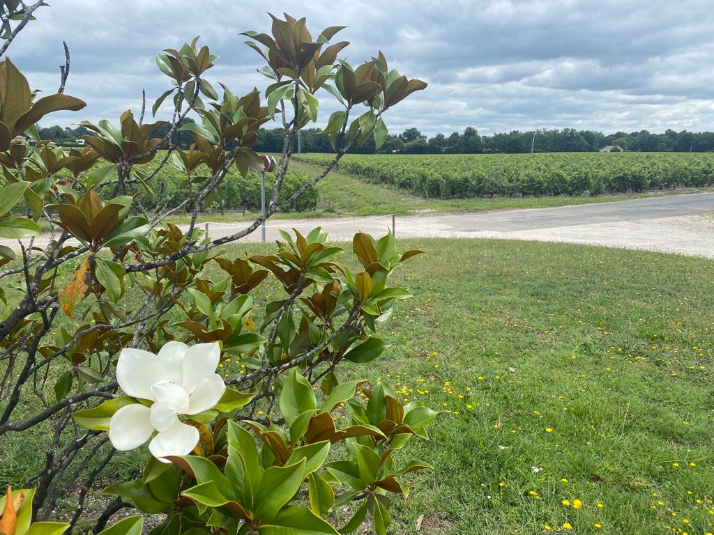 vins-pessac-leognan-vin-pessac-leognan-domaine-de-chevalier-visite-chai-chais-vigne-vignes-vignoble-vin-blanc-vin-rouge-grand-cru-classe-de-graves-10
