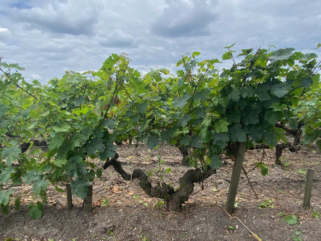 vins-pessac-leognan-vin-pessac-leognan-domaine-de-chevalier-visite-chai-chais-vigne-vignes-vignoble-vin-blanc-vin-rouge-grand-cru-classe-de-graves-33