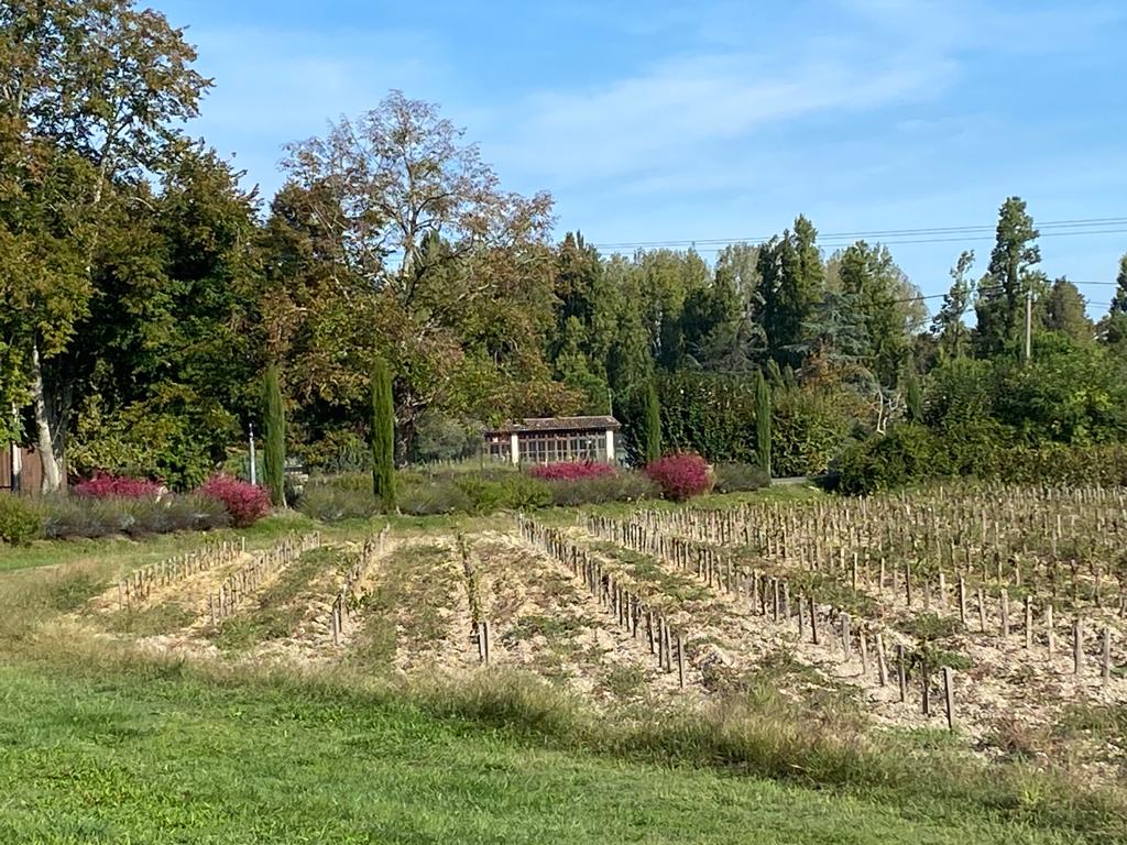 vins-pessac-leognan-vin-pessac-leognan-domaine-de-la-solitude-visite-chai-chais-vigne-vignes-vignoble-vin-blanc-vin-rouge-olivier-bernard-16