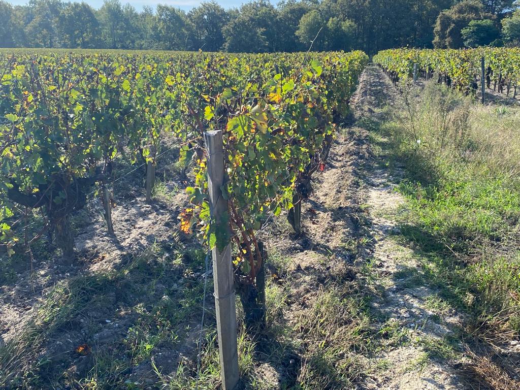 vins-pessac-leognan-vin-pessac-leognan-domaine-de-la-solitude-visite-chai-chais-vigne-vignes-vignoble-vin-blanc-vin-rouge-olivier-bernard-19