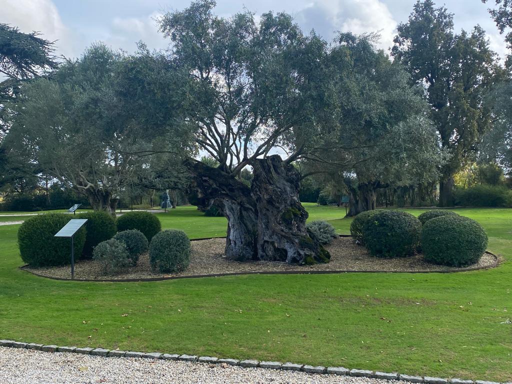 vins-pessac-leognan-vin-pessac-leognan-chateau-pape-clement-visite-chai-chais-vigne-vignes-vignoble-vin-blanc-vin-rouge-26