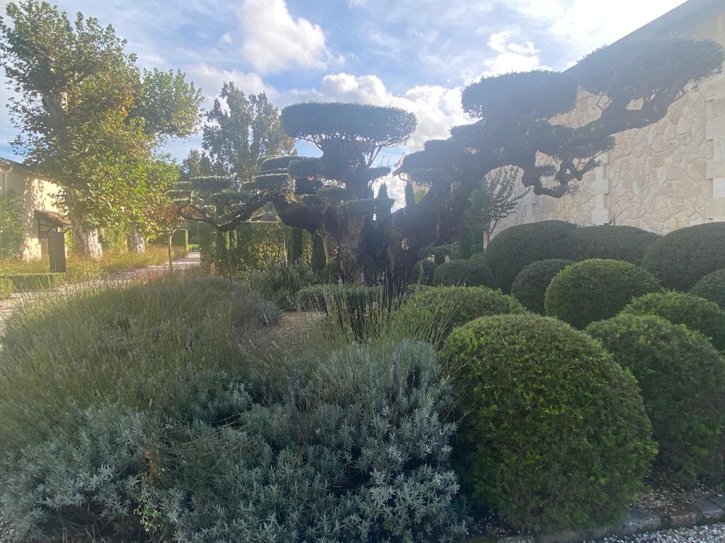 vins-pessac-leognan-vin-pessac-leognan-chateau-pape-clement-visite-chai-chais-vigne-vignes-vignoble-vin-blanc-vin-rouge-45