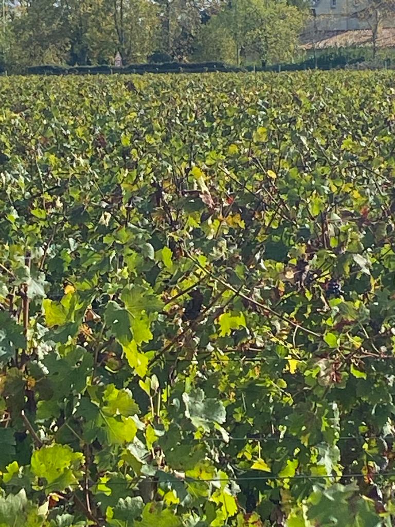 vins-pessac-leognan-vin-pessac-leognan-chateau-pape-clement-visite-chai-chais-vigne-vignes-vignoble-vin-blanc-vin-rouge-8