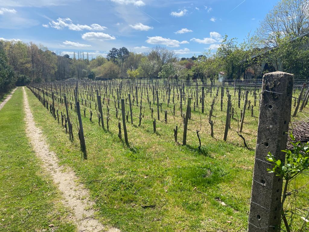 vins-pessac-leognan-vin-pessac-leognan-domaine-de-mauriet-visite-chai-chais-vigne-vignes-vignoble-vin-blanc-vin-rouge-vin-bio