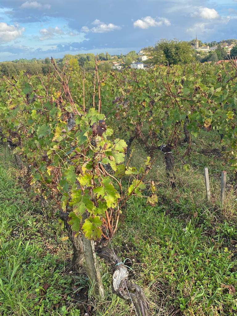 vins-pessac-leognan-vin-pessac-leognan-chateau-lafargue-visite-chai-chais-vigne-vignes-vignoble-vin-blanc-vin-rouge-grand-cru-classe-de-graves-17