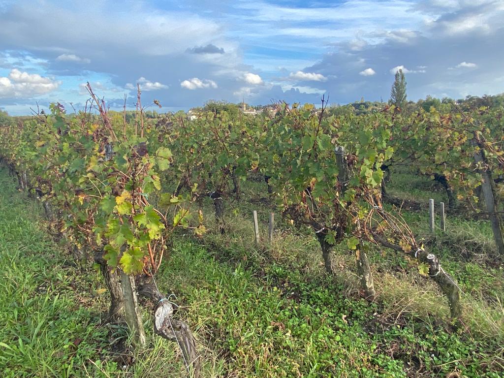 vins-pessac-leognan-vin-pessac-leognan-chateau-lafargue-visite-chai-chais-vigne-vignes-vignoble-vin-blanc-vin-rouge-grand-cru-classe-de-graves-18
