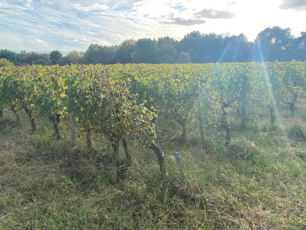 vins-pessac-leognan-vin-pessac-leognan-chateau-lafargue-visite-chai-chais-vigne-vignes-vignoble-vin-blanc-vin-rouge-grand-cru-classe-de-graves-19