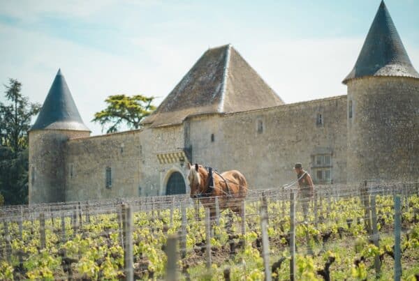 vins-pessac-leognan-vin-pessac-leognan-vignobles-gonet-visite-chai-chais-vigne-vignes-vignoble-vin-blanc-vin-rouge-vin-bio-chateau-d-eck-chateau-haut-bacalan-chateau-haut-brana-11