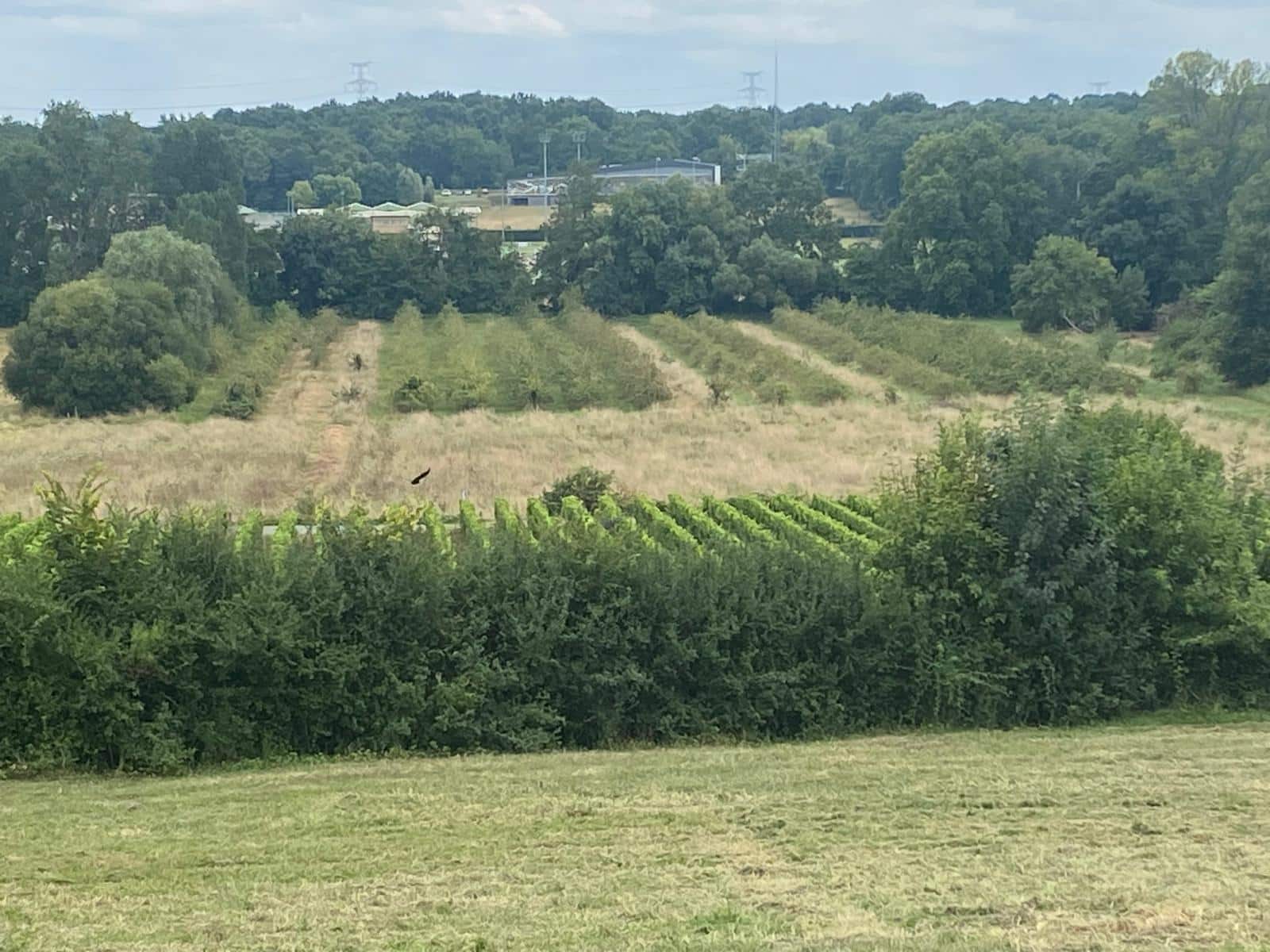 vins-pessac-leognan-vin-pessac-leognan-chateau-le-bruilleau-visite-chai-chais-vigne-vignes-vignoble-vin-blanc-vin-rouge-32