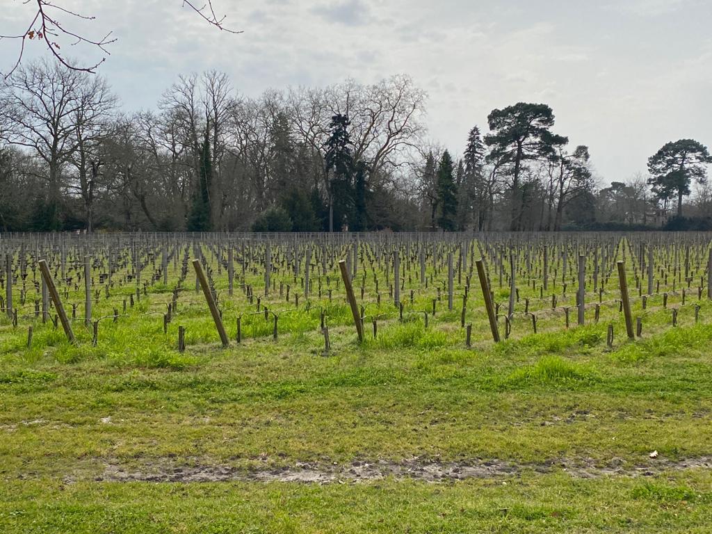 vins-pessac-leognan-vin-pessac-leognan-chateau-branon-visite-chai-chais-vigne-vignes-vignoble-vin-blanc-vin-rouge-viticulture-vin-bio-biodynamie-20
