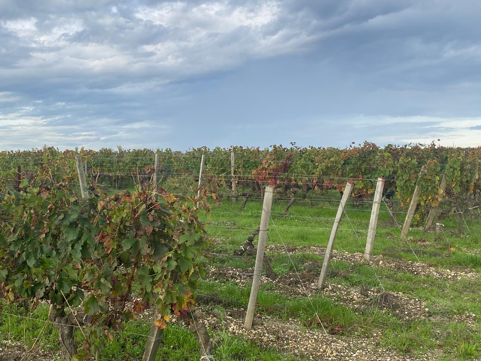 l-apprenti-sommelier-vins-pessac-leognan-vin-pessac-leognan-chateau-de-rochemorin-visite-chai-chais-vigne-vignes-vignoble-vin-blanc-vin-rouge-43