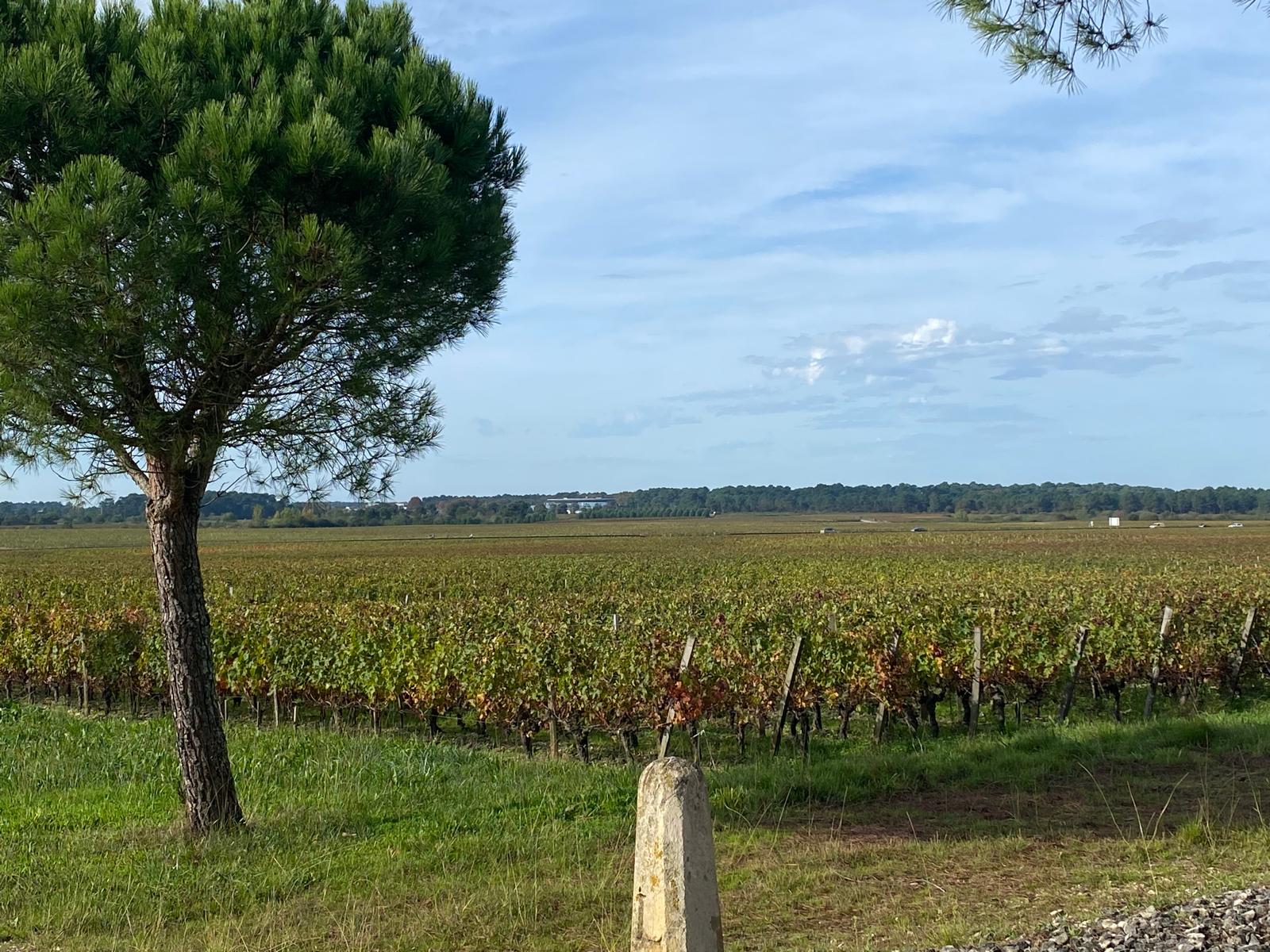 l-apprenti-sommelier-vins-pessac-leognan-vin-pessac-leognan-chateau-de-rochemorin-visite-chai-chais-vigne-vignes-vignoble-vin-blanc-vin-rouge-48