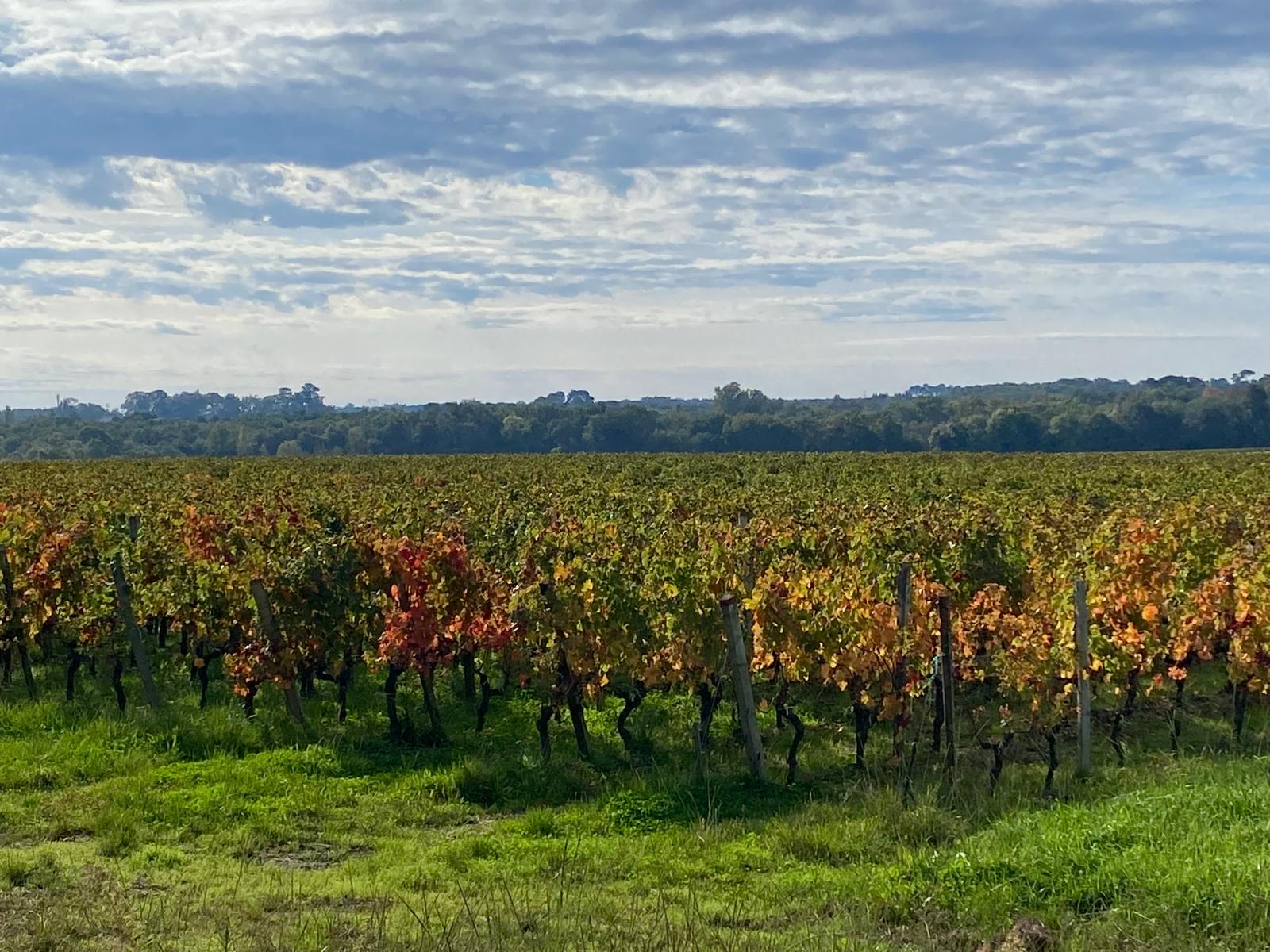 l-apprenti-sommelier-vins-pessac-leognan-vin-pessac-leognan-chateau-de-rochemorin-visite-chai-chais-vigne-vignes-vignoble-vin-blanc-vin-rouge-49